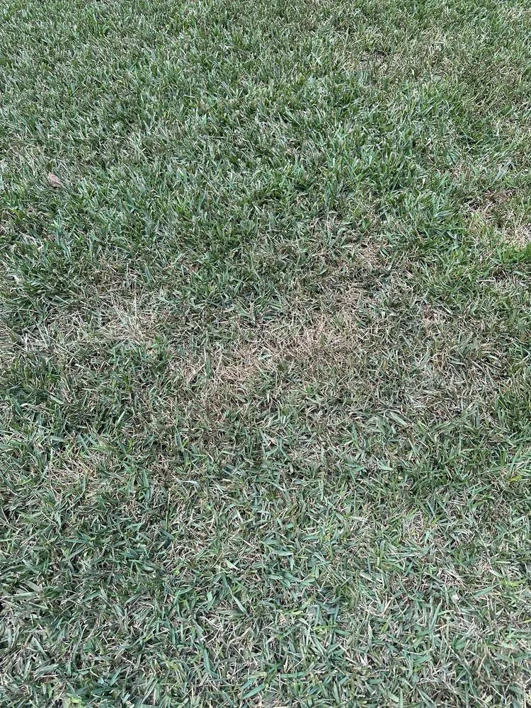 Top-rated lawn mowing service in Jacksonville, FL - Drake Lawn & Pest Control