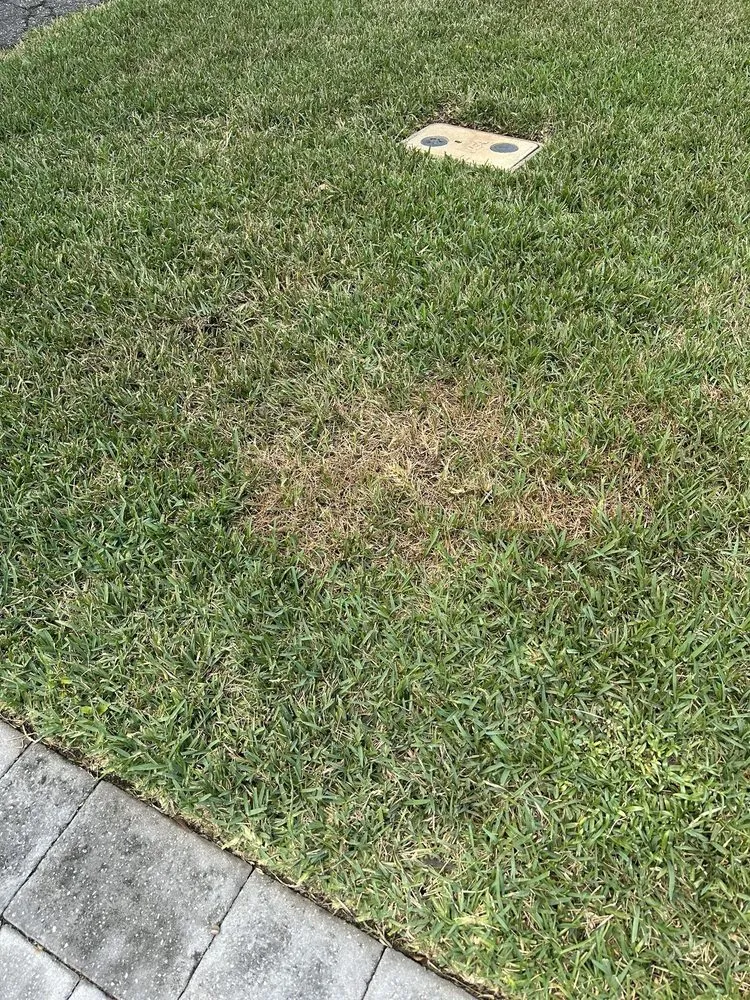 Professional lawn care service in Jacksonville, FL by Drake Lawn & Pest Control