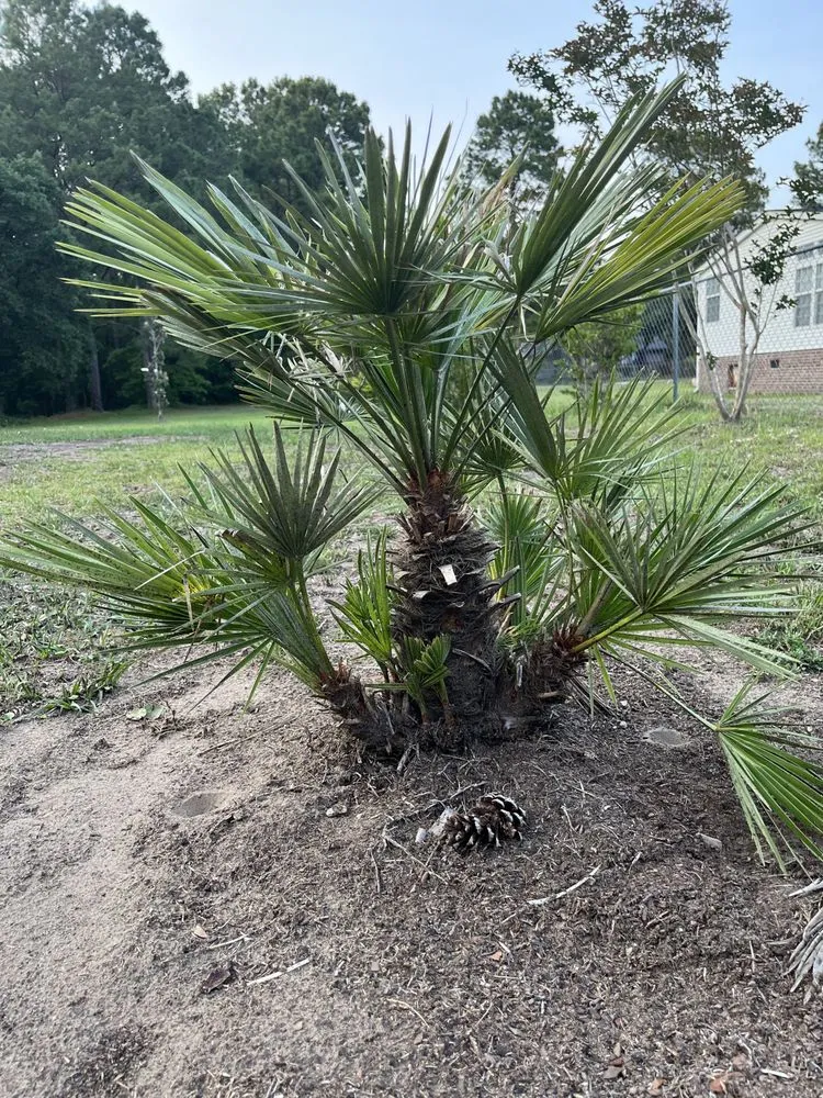 Trusted yard maintenance experts serving Ash, NC - Drake Scapes