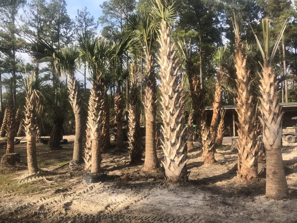 Affordable garden landscaping in Ash, NC - Drake Scapes