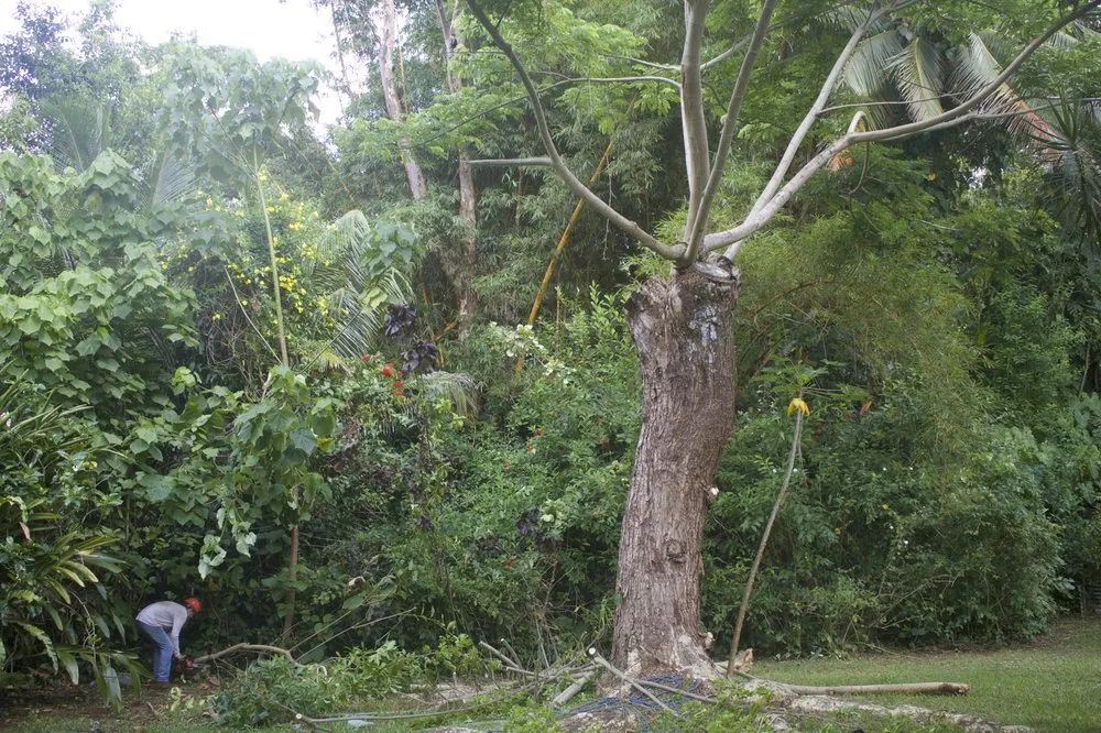 Trusted lawn care service in Kailua, HI by Drake's Lawn & Garden