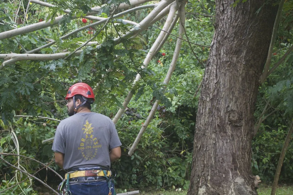 Local outdoor landscaping for residential properties in Kailua, HI by Drake's Lawn & Garden