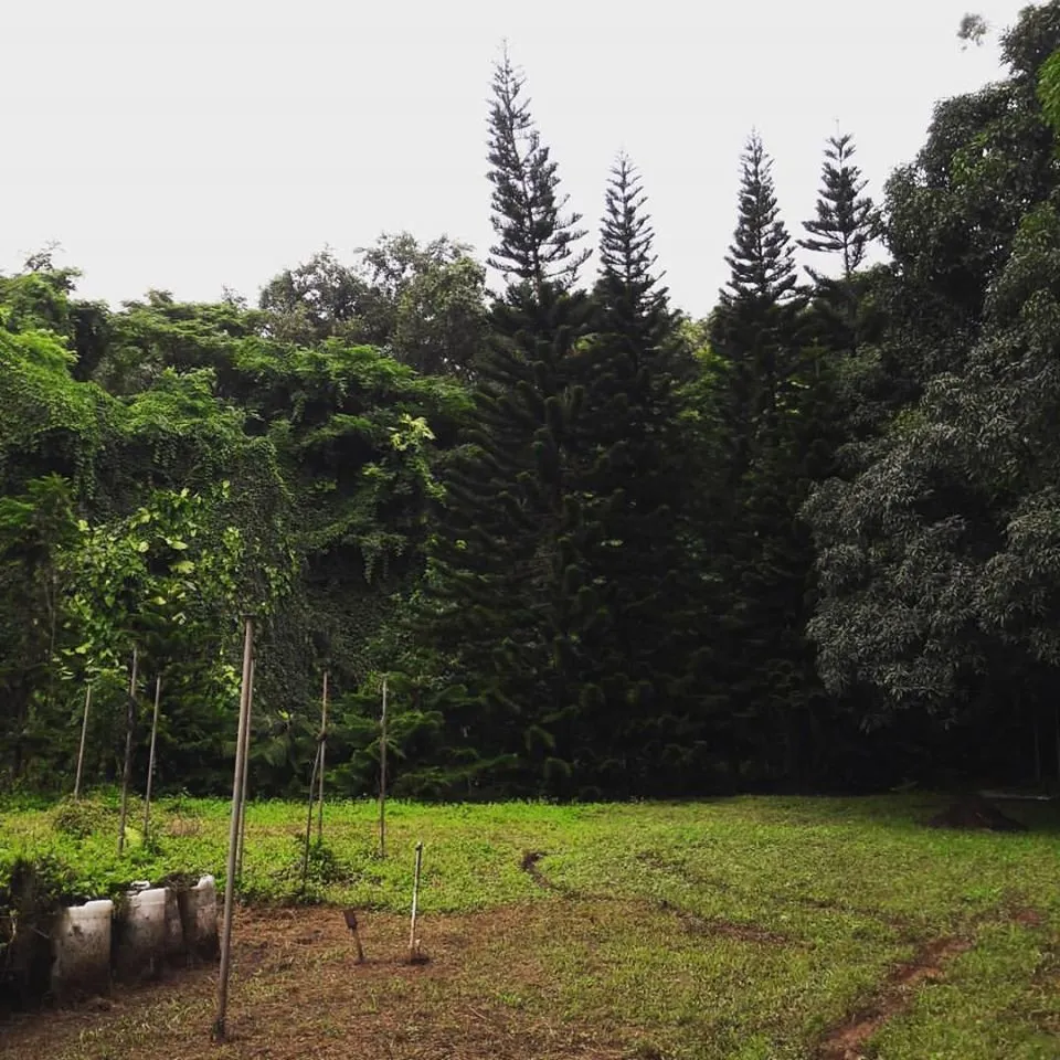 Reliable landscaping services for beautiful yards across Kailua, HI - Drake's Lawn & Garden