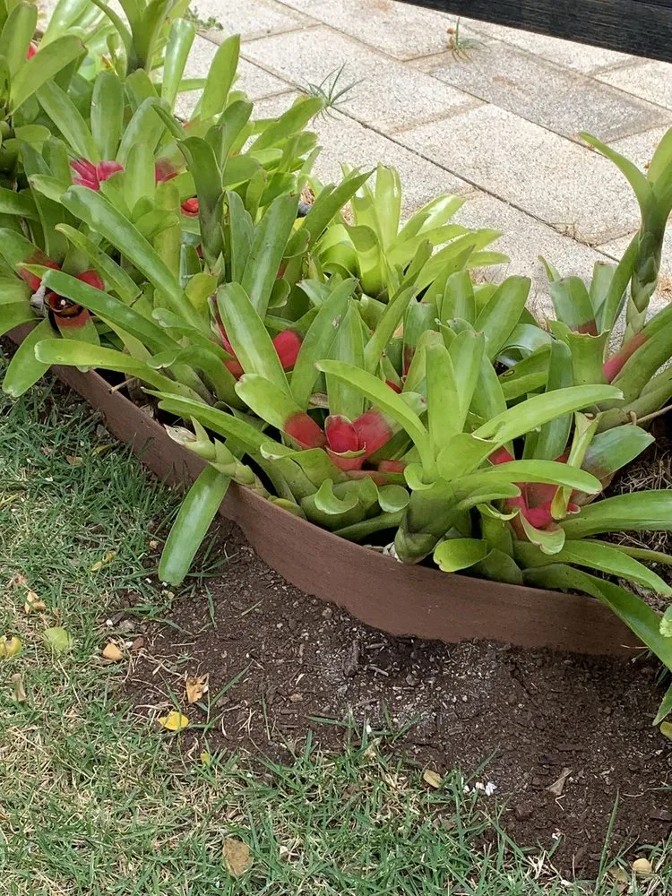 Professional landscape design for homes in Kailua, HI by Drake's Lawn & Garden
