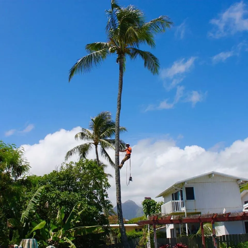 Professional landscape installation in Kailua, HI by Drake's Lawn & Garden