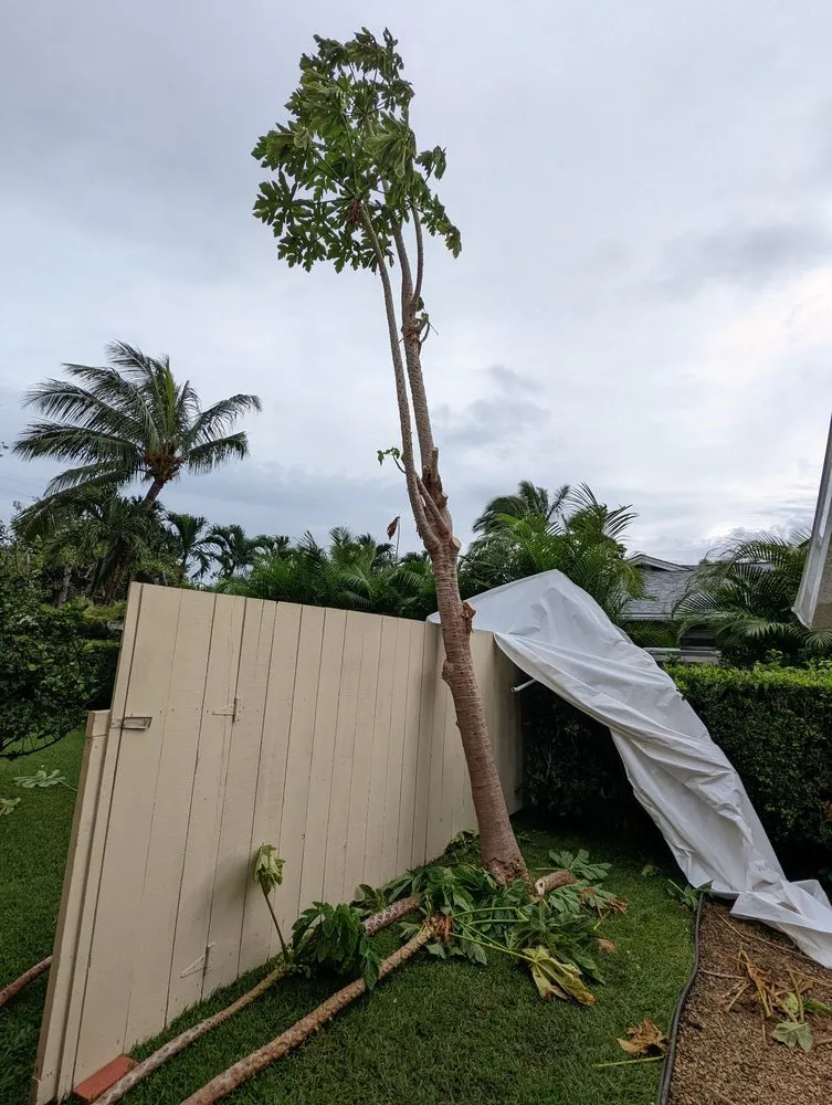 Top-rated yard cleanup service in Kailua, HI - Drake's Lawn & Garden