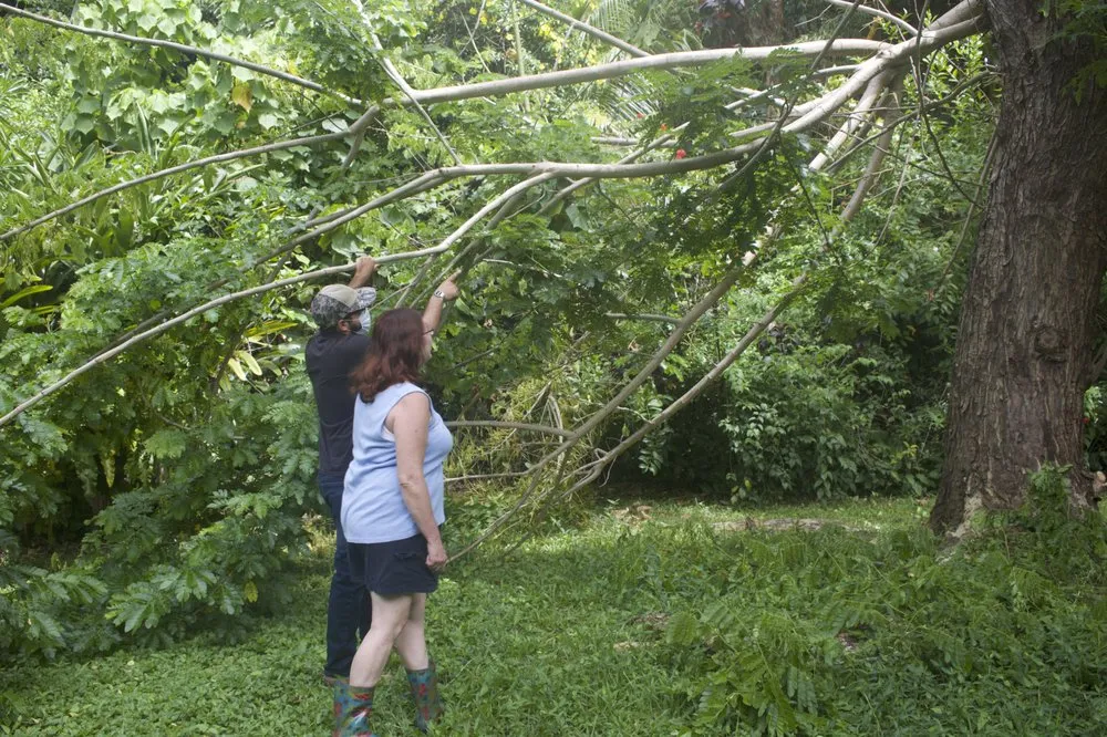 Trusted lawn care service in Kailua, HI by Drake's Lawn & Garden
