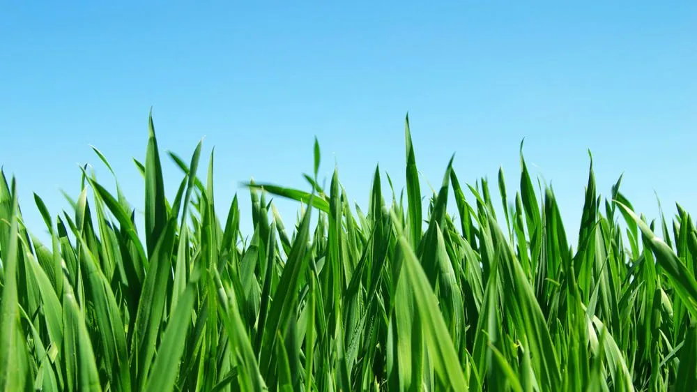 Top-rated yard maintenance for beautiful yards across Elyria, OH - Drake’s Lawn Service’s