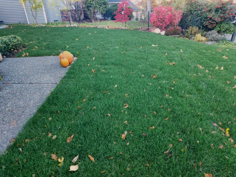 Trusted yard maintenance in Renton, WA by Draper Landscape