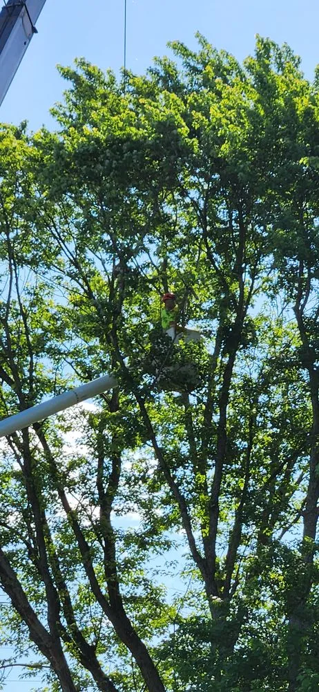 Custom yard maintenance for outdoor upgrades in Darien Center, NY by Draves Tree Service