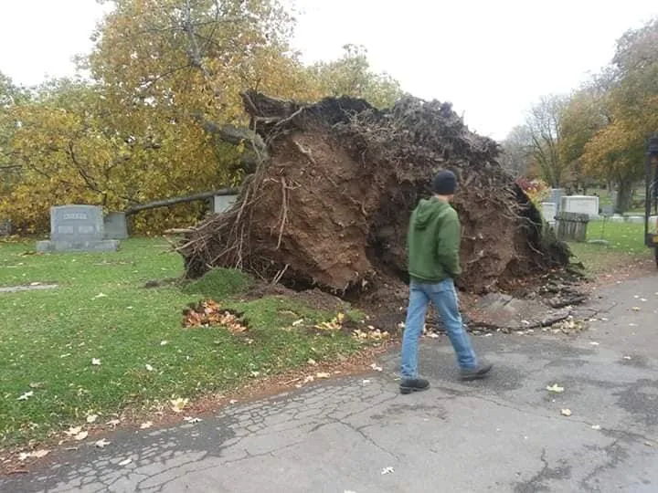 Expert yard maintenance experts serving Darien Center, NY - Draves Tree Service