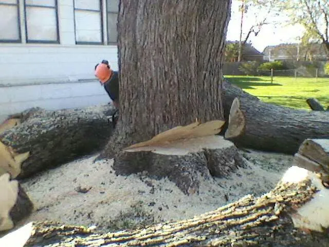 Expert yard cleanup service experts serving Darien Center, NY - Draves Tree Service
