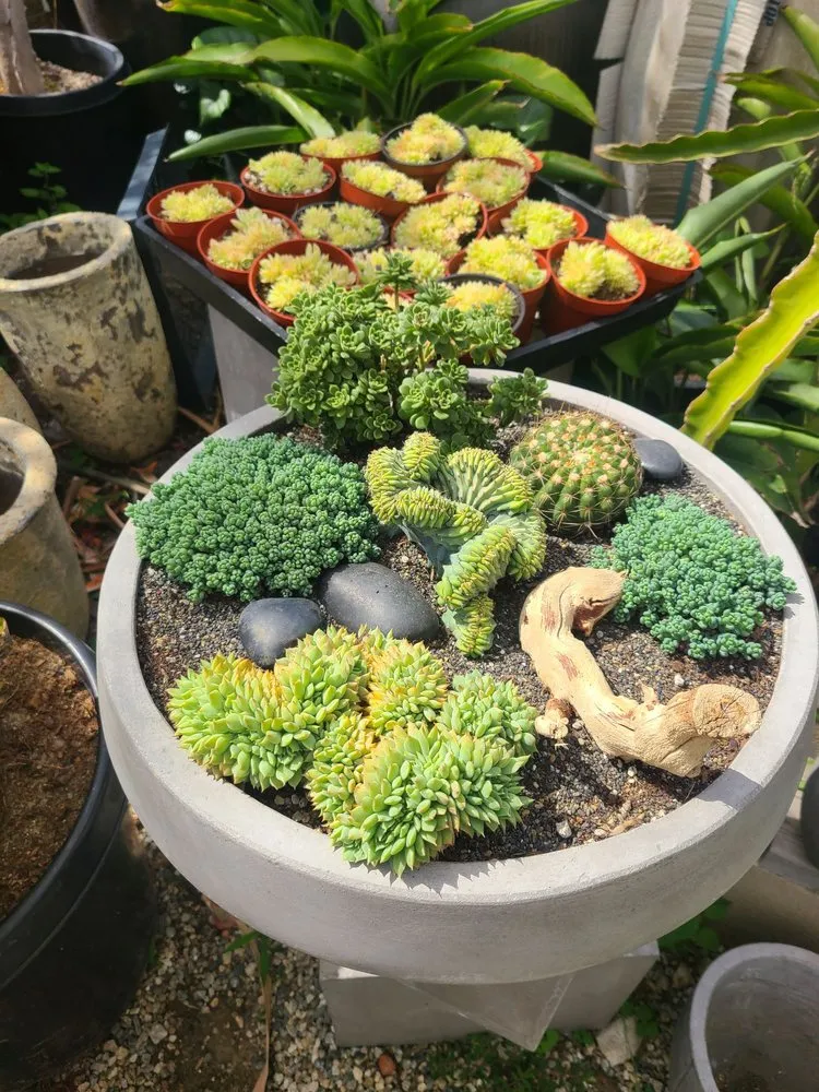 Affordable yard maintenance in Los Angeles, CA - Dream Garden