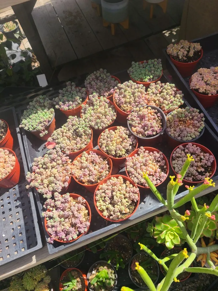 Expert yard maintenance in Los Angeles, CA - Dream Garden