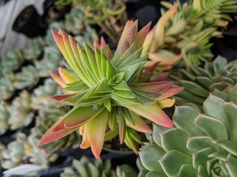 Local residential landscaping experts serving Los Angeles, CA - Dream Garden