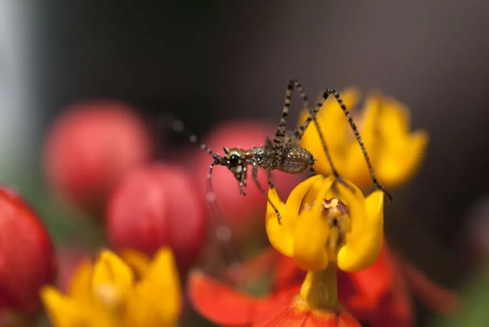 Custom lawn mowing service experts serving Los Angeles, CA - Dream Garden