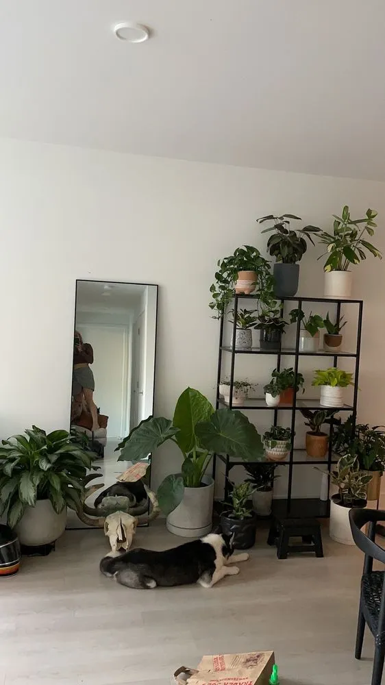 Top-rated lawn mowing service in Los Angeles, CA by Dream Garden