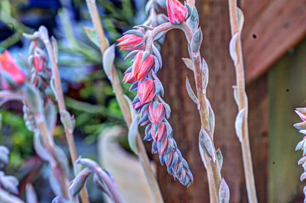 Affordable landscaping services in Los Angeles, CA - Dream Garden