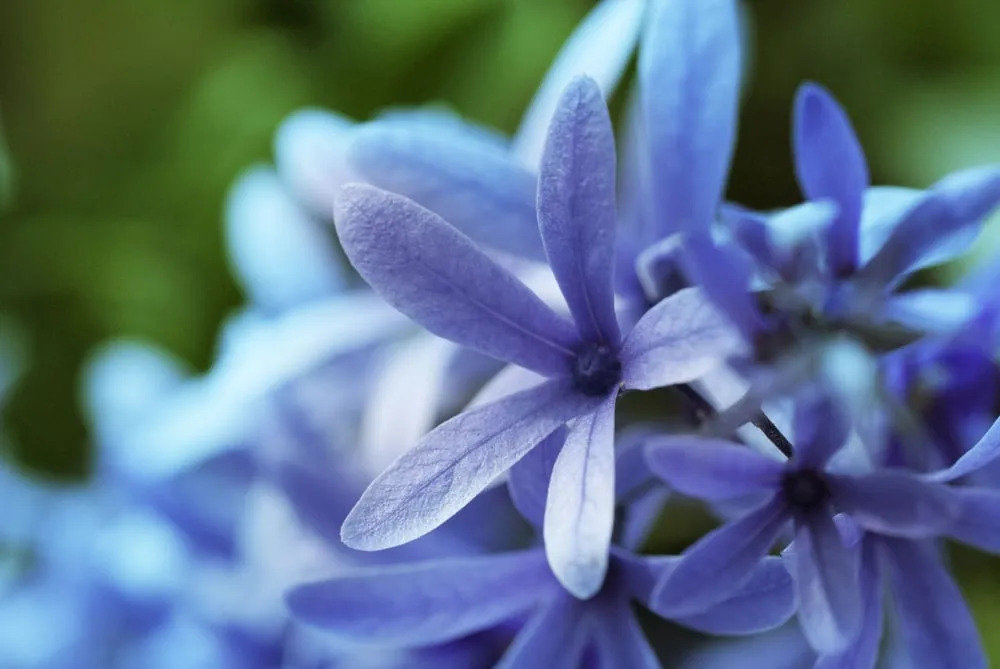 Professional landscape installation in Los Angeles, CA - Dream Garden