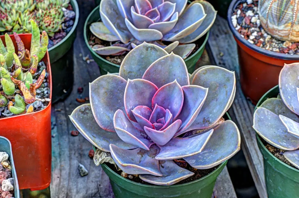 Trusted landscape design experts serving Los Angeles, CA - Dream Garden