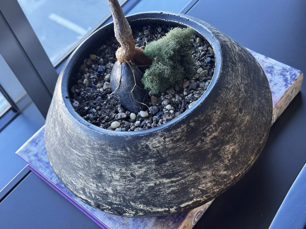 Trusted landscaping services with custom design in Los Angeles, CA by Dream Garden