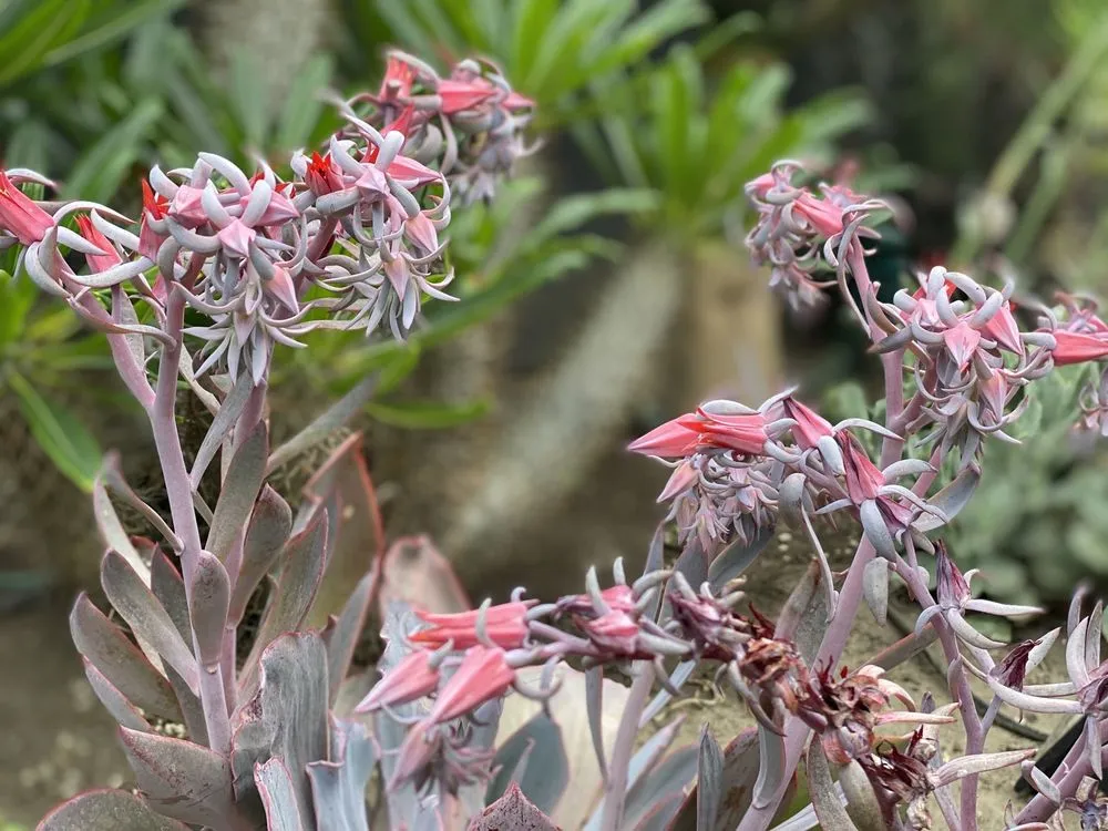 Reliable landscape design for beautiful yards in Los Angeles, CA by Dream Garden