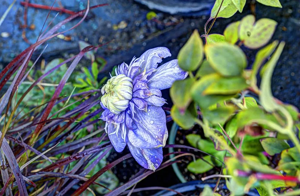 Affordable outdoor landscaping in Los Angeles, CA - Dream Garden