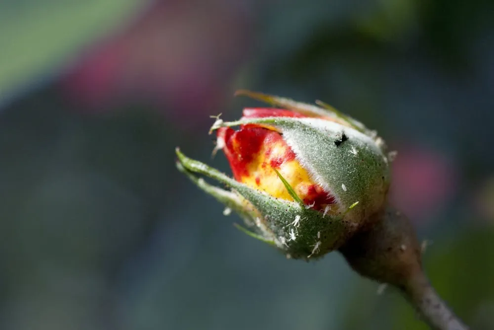 Top-rated outdoor landscaping for residential properties across Los Angeles, CA - Dream Garden