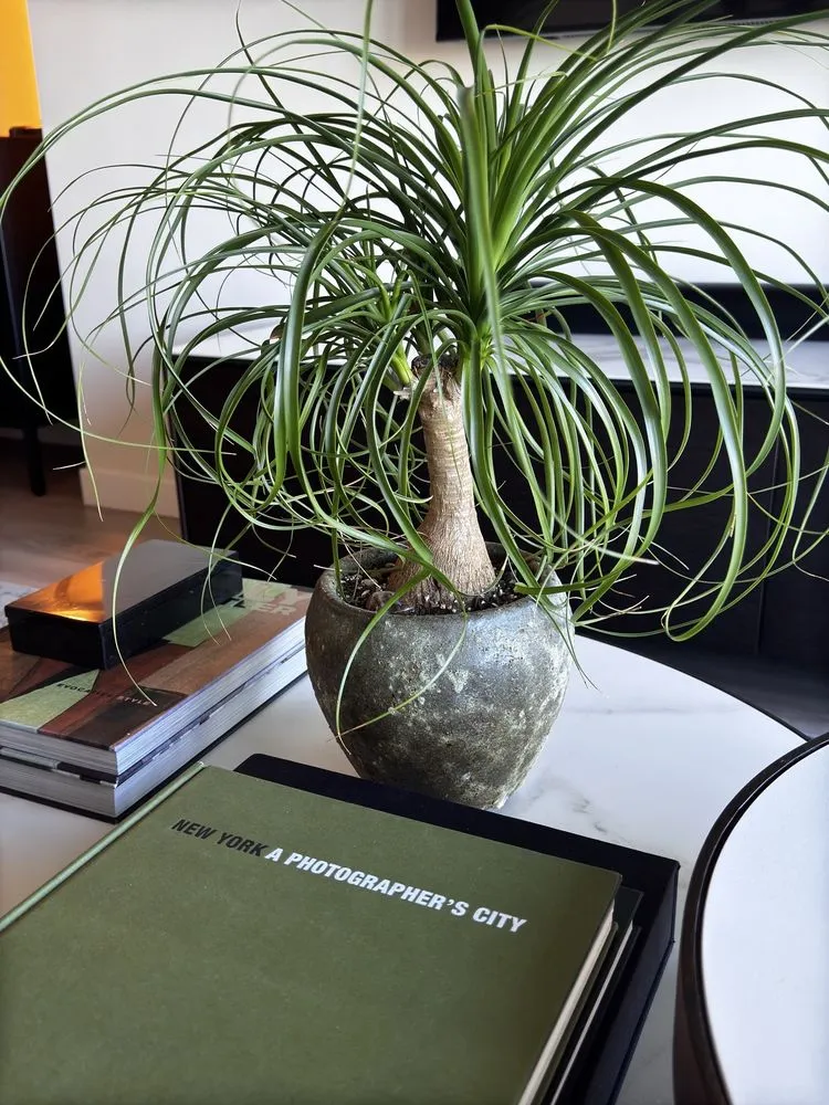 Expert landscaping services for beautiful yards across Los Angeles, CA - Dream Garden