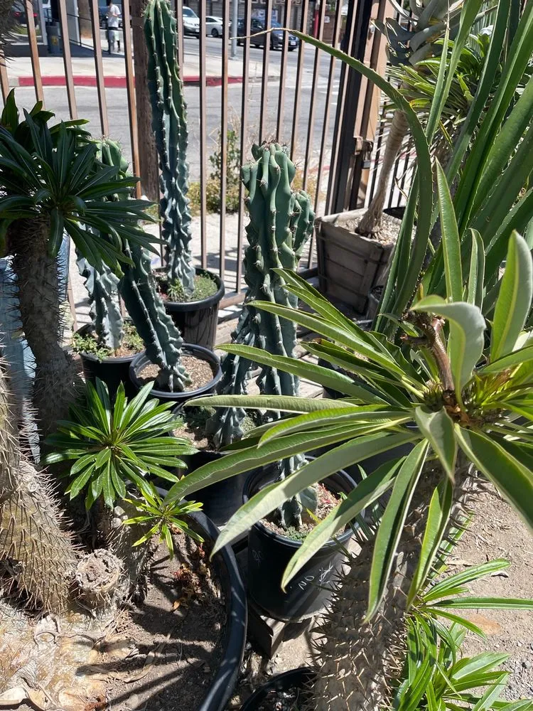 Custom landscaping services near you in Los Angeles, CA by Dream Garden