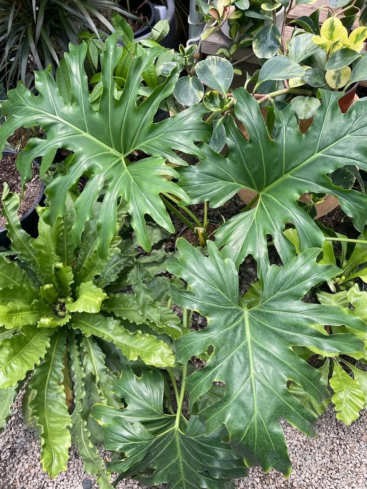 Custom yard cleanup service in Los Angeles, CA - Dream Garden