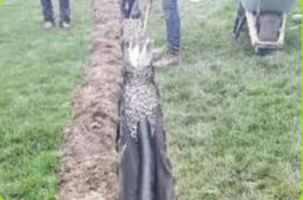 Affordable landscape design for beautiful yards in Rosedale, MD by Dream Green Lanscaping