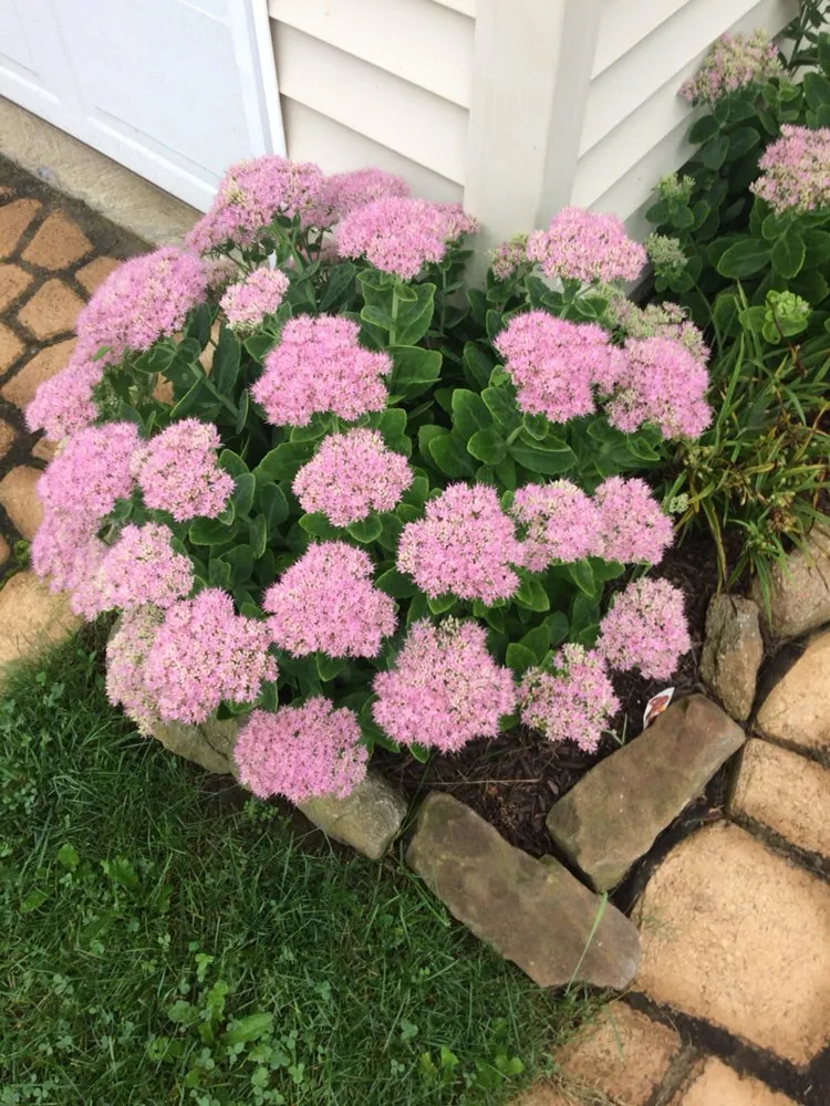 Local yard maintenance with custom design across State College, PA - Dream Green Lawn Care