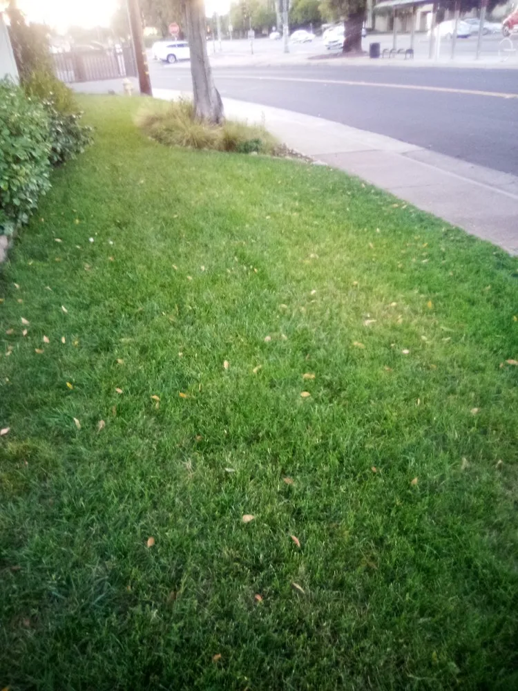 Custom residential landscaping with custom design in Stockton, CA by Dream Green