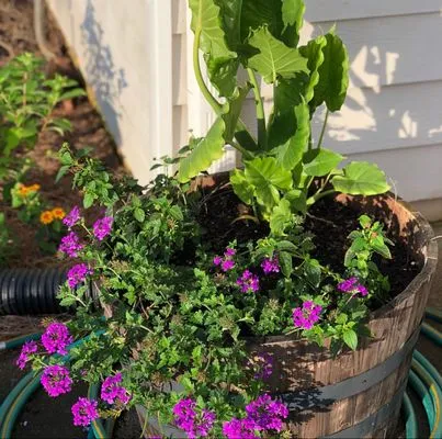 Dream Green Total Yard Solutions