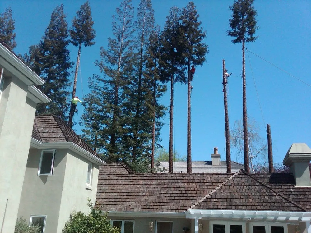 Top-rated landscaping services experts serving Lafayette, CA - Dream Green Tree and Landscaping