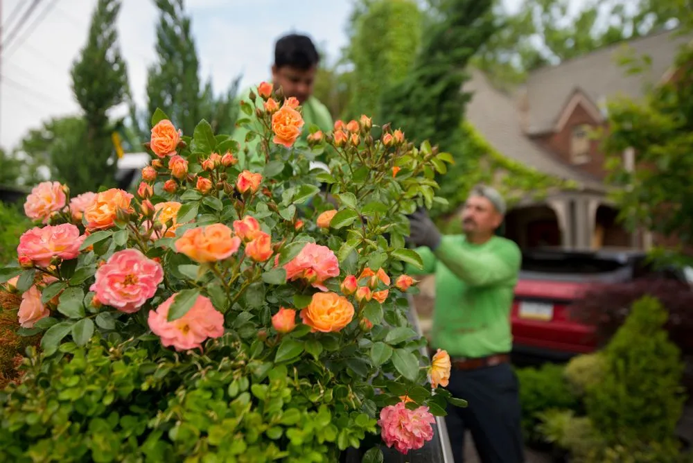 Affordable residential landscaping in Bethel Park, PA - Dream Greener Lawn & Landscape