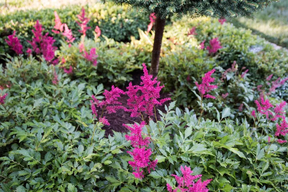 Expert yard maintenance for residential properties in Bethel Park, PA by Dream Greener Lawn & Landscape