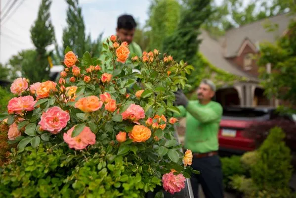 Dream Greener Lawn & Landscape