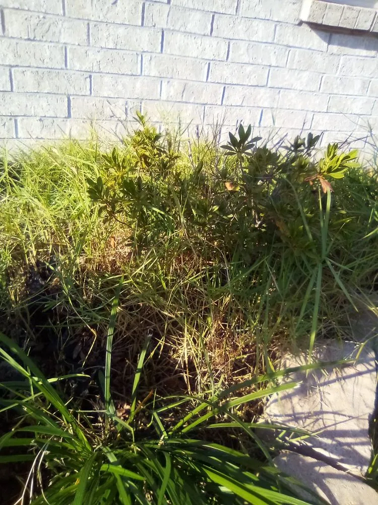 Professional garden landscaping in Ponchatoula, LA by Dream Havens