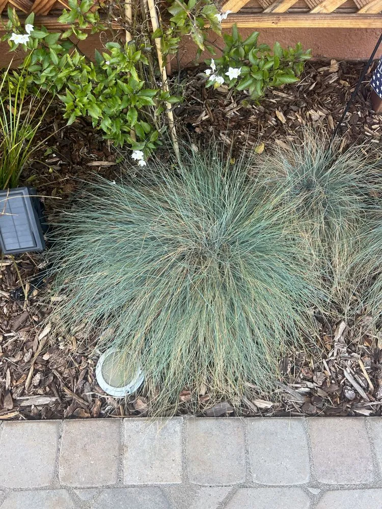 Affordable landscape installation for beautiful yards in Arroyo Grande, CA by Dream Home Landscaping