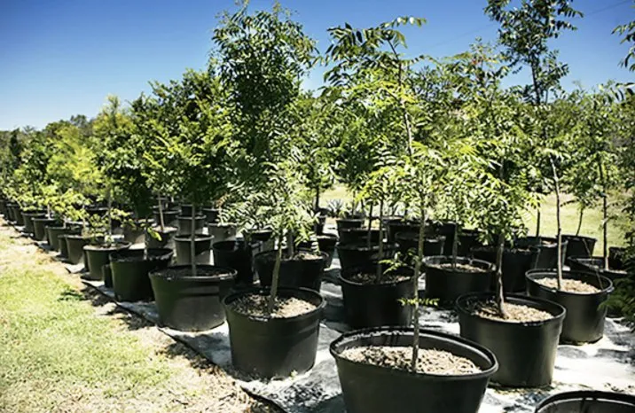 Reliable landscape design experts serving Boerne, TX - Dream Image Tree & Landscape Service