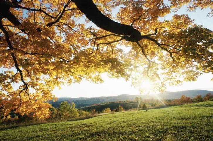 Affordable landscape design in Boerne, TX by Dream Image Tree & Landscape Service