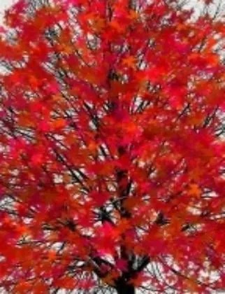 Expert residential landscaping near you across Blanchard, LA - Dream Lawn