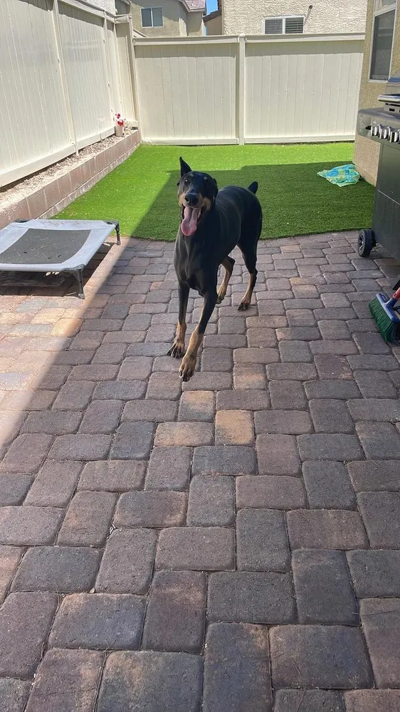 Reliable outdoor landscaping in Henderson, NV - Dream Lawns