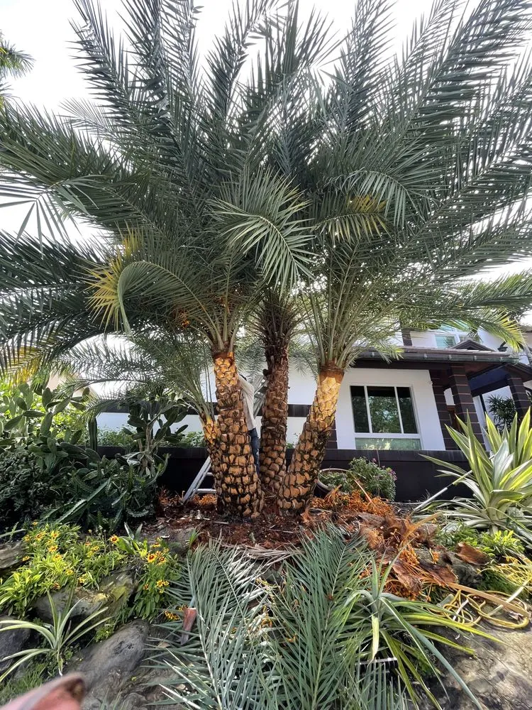 Reliable yard cleanup service experts serving Haverhill, FL - Dream Palmservices