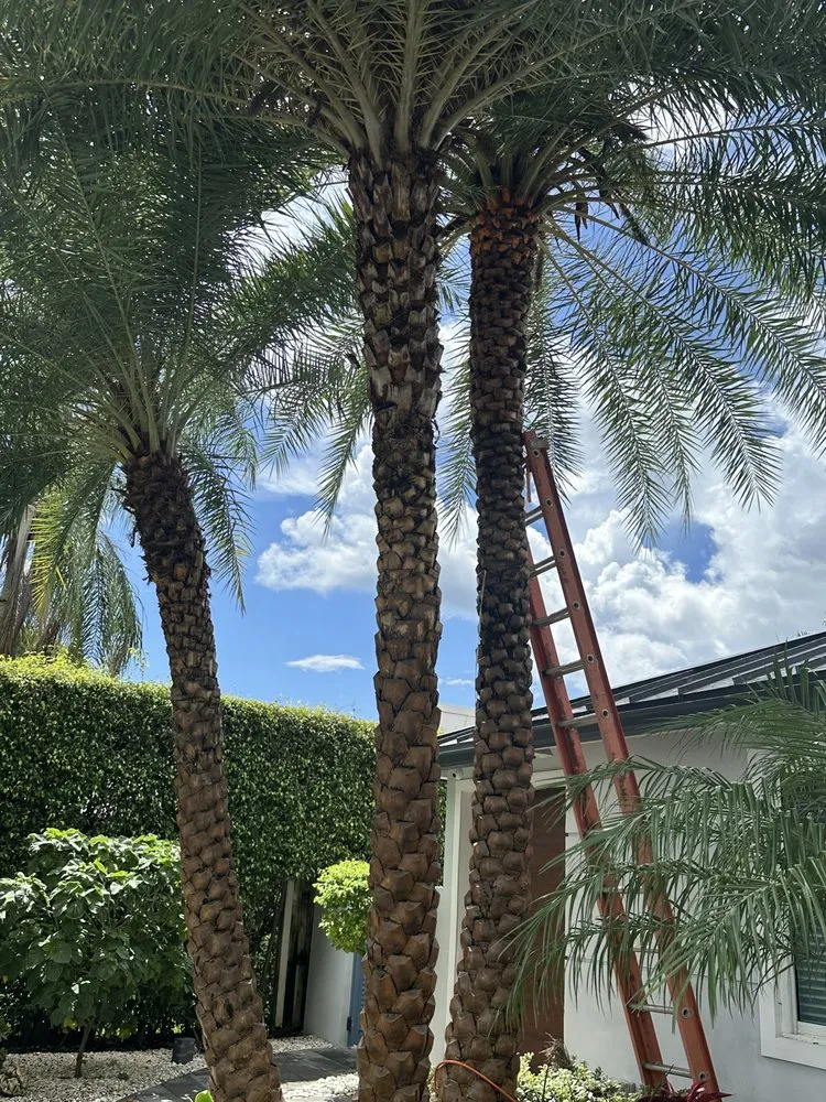 Custom yard maintenance experts serving Haverhill, FL - Dream Palmservices