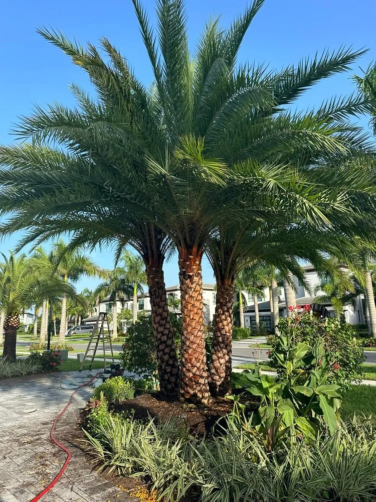 Reliable yard maintenance for beautiful yards in Haverhill, FL by Dream Palmservices