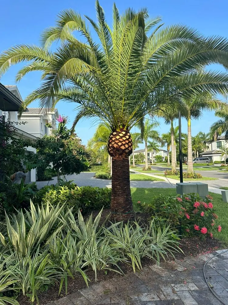 Expert residential landscaping in Haverhill, FL - Dream Palmservices