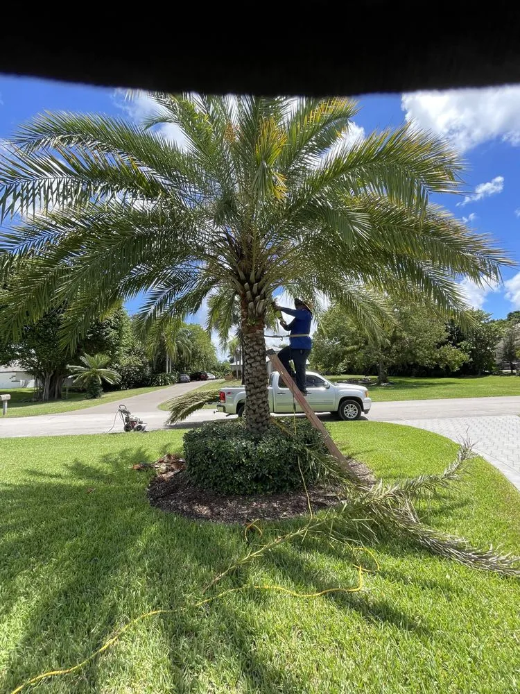 Local residential landscaping for year-round maintenance in Haverhill, FL by Dream Palmservices